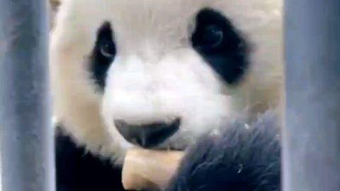 熊猫可爱视频,熊猫可爱视频集锦