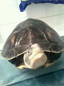 野龟视频,揭秘自然奇观与生态奥秘