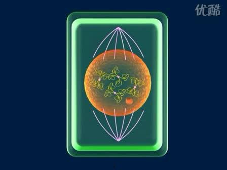细胞的增殖视频,视频揭示生命成长的秘密