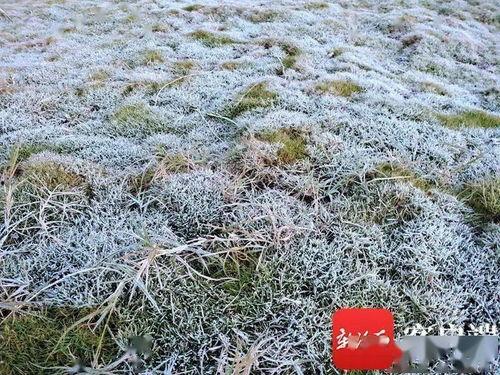 霜冻视频,捕捉冬日冰封之美