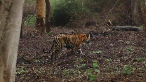 丛林视频王,王者的生存法则揭秘