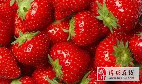 草莓在线视频,探寻甜蜜果实背后的故事与魅力