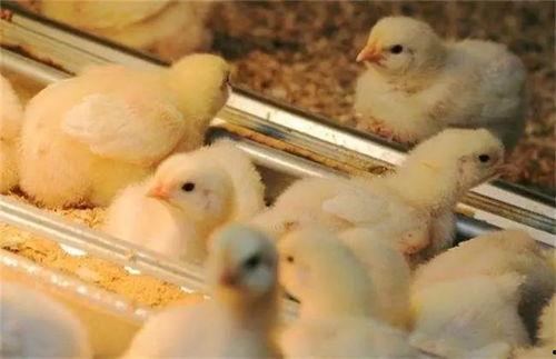 小鸡育雏技术视频,全方位解析育雏要点与技巧