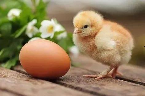 小鸡育雏技术视频,全方位解析育雏要点与技巧