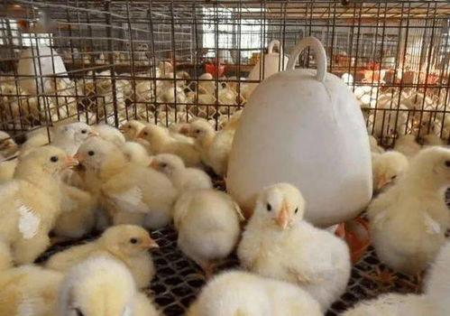 小鸡育雏技术视频,全方位解析育雏要点与技巧