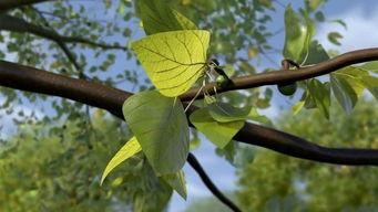 苹果树芽接视频,视频教程助你轻松掌握