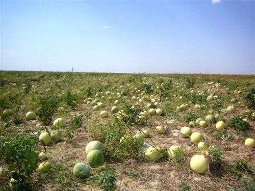 打瓜种植视频,揭秘打瓜种植的奇妙之旅