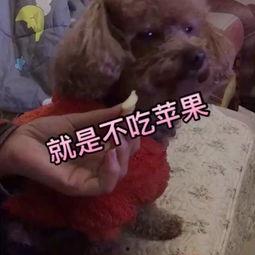 狗狗视频小苹果,萌宠狗狗的欢乐日常