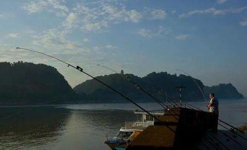 冬天钓青鱼视频